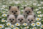 Ragdoll kittens met stamboom, Meerdere dieren, Met stamboom, 0 tot 2 jaar