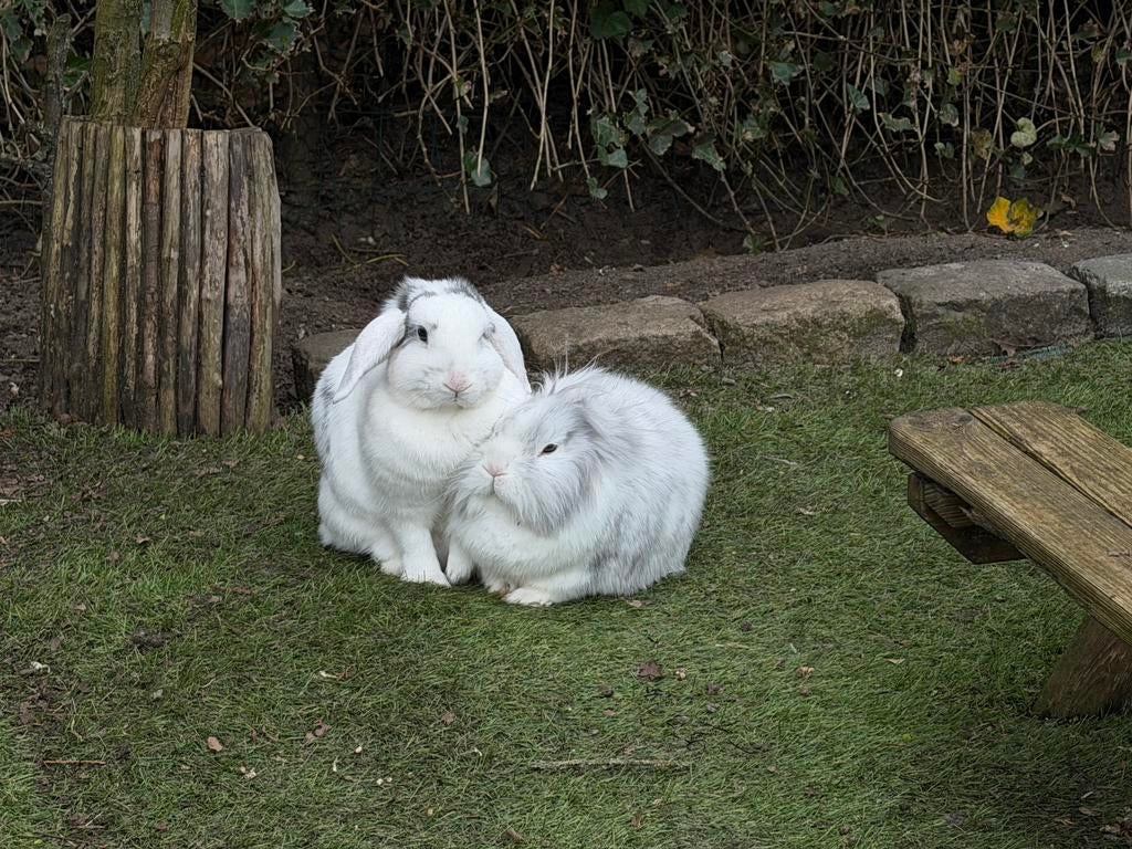 Koppeltje konijnen zoeken een nieuw huisje., Meerdere dieren, Middelgroot, Hangoor, 3 tot 5 jaar
