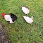 Trio chabo's, Dieren en Toebehoren, Pluimvee, Meerdere dieren, Kip