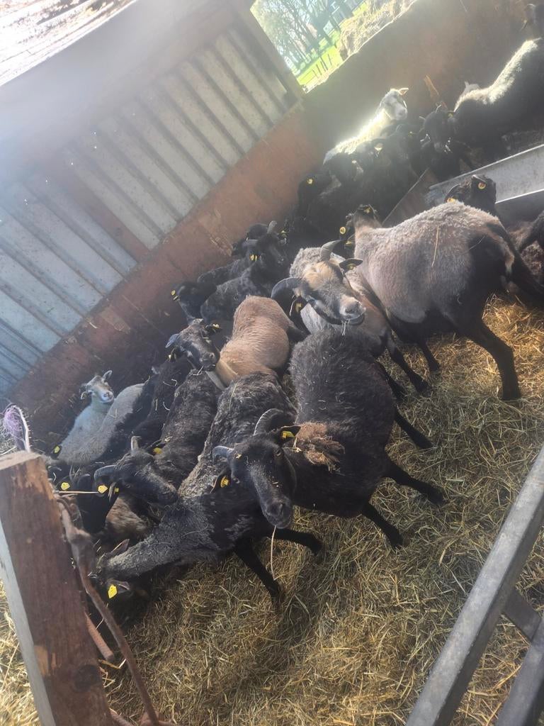 Te koop koppel weiders, Meerdere dieren, Schaap