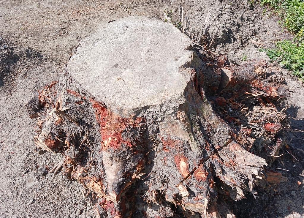 Boomstam boomstronk Stobbe GRATIS, Tuin en Terras, Overige Tuin en Terras, Gebruikt, Ophalen