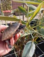 Enkele Muskusschildpadden kleinblijvende muskus schildpadden, Schildpad, 0 tot 2 jaar