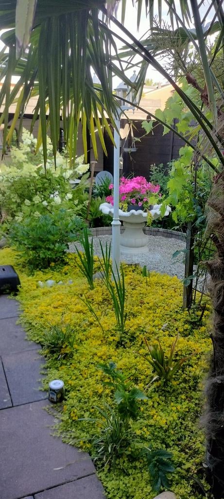 Tuinman uit Zwolle, voor  onderhoud aan uw tuin., Ophalen of Verzenden, Bloeit niet, Halfschaduw, Overige soorten
