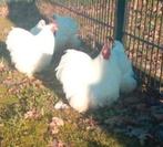 Mooie cochin kriel cochinkriel cochin krielen cochin kippen, Dieren en Toebehoren, Meerdere dieren, Kip