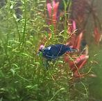 Neocaridina blauw., Kreeft, Krab of Garnaal