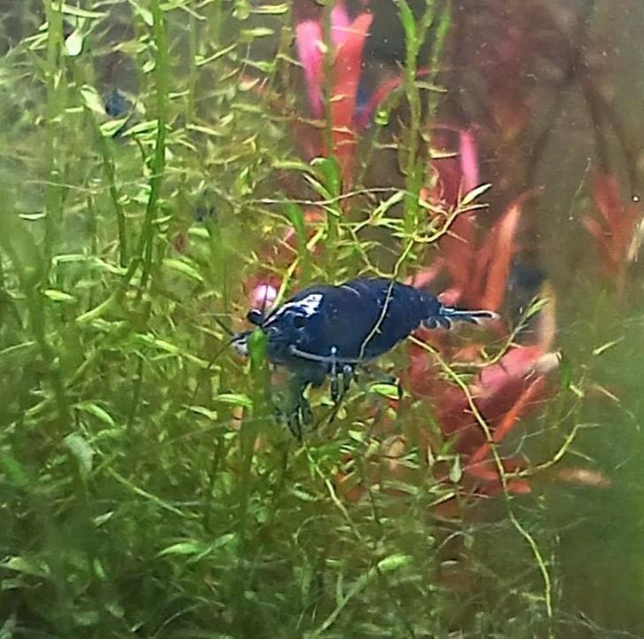 Neocaridina blauw., Dieren en Toebehoren, Vissen | Aquariumvissen, Kreeft, Krab of Garnaal