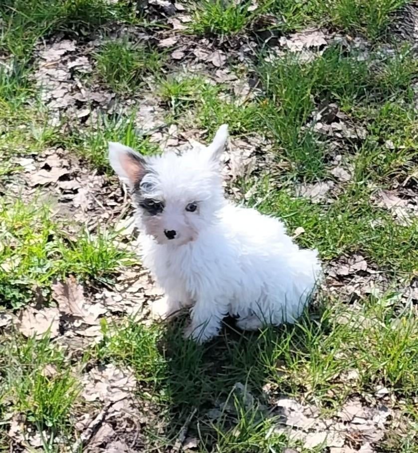 Yorkshire Terriër, Dieren en Toebehoren, Parvo, 8 tot 15 weken, Eén hond, Nederland