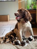 Engelse Springer Spaniël pups, Dieren en Toebehoren, Honden | Retrievers, Spaniëls en Waterhonden, 8 tot 15 weken, Parvo, Meerdere dieren