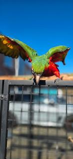Harlekijn Ara freeflight getraind., Mannelijk, Papegaai, Tam