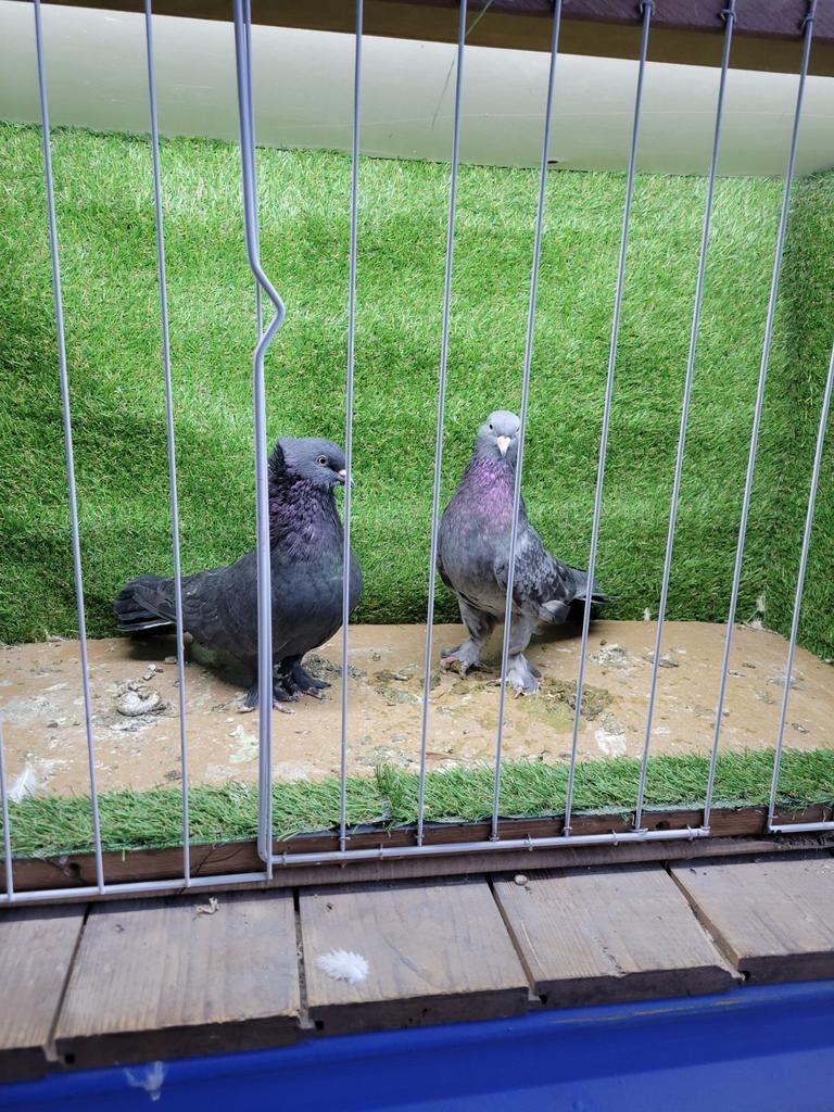 Turkse  takla duiven  afkomst  uit Ankara zijn ze kerngezond, Meerdere dieren, Tuimelaar of Roller