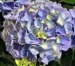 Hortensia kwekerijverkoop - wit, roze, blauw, rood, Ophalen, Hortensia, Minder dan 100 cm