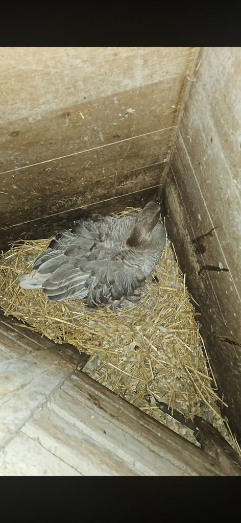 Krulveer gans kuikens, Dieren en Toebehoren, Meerdere dieren, Gans of Zwaan