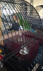 Agapornis zonder kooi mannetje is op zoek naar vrouwtje, Mannelijk, Dwergpapegaai of Agapornis