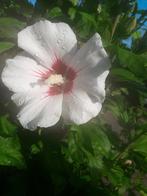 BLOEIENDE TUINPLANTEN, Tuin en Terras, Planten | Tuinplanten, Ophalen, Vaste plant, Overige soorten, Volle zon