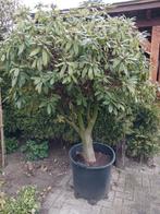 Rhododendron cunninghams white op stam, Tuin en Terras, Planten | Bomen, Ophalen, In pot, 100 tot 250 cm