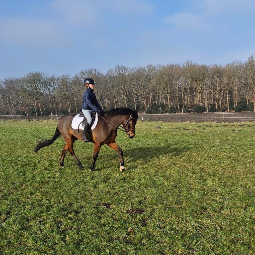 Bijrijder gezocht 18+, Dieren en Toebehoren, Ophalen