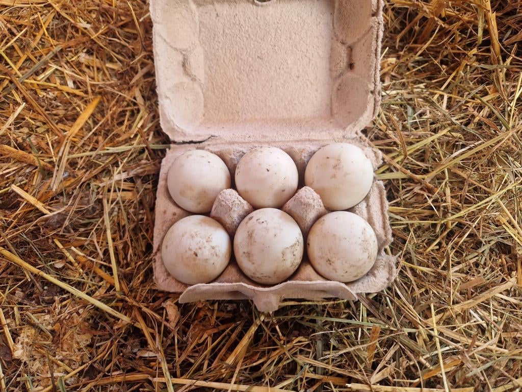 Broedeieren loopeend, Geslacht onbekend, Eend