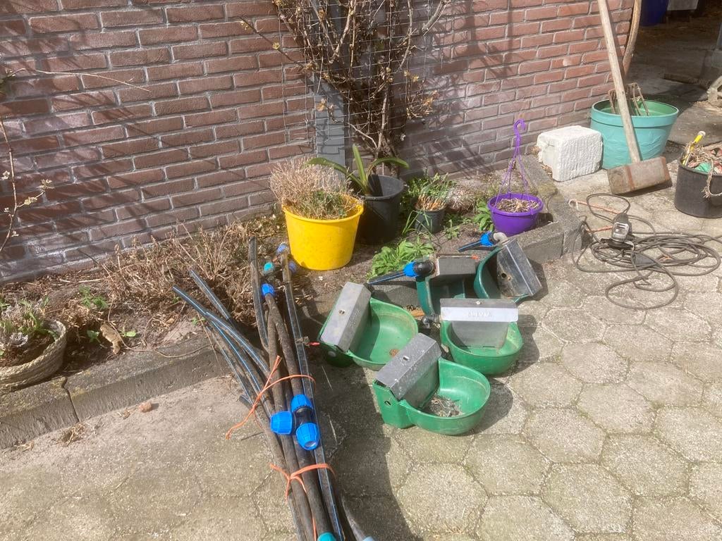 Drinkbakken, Meerdere dieren, Schaap