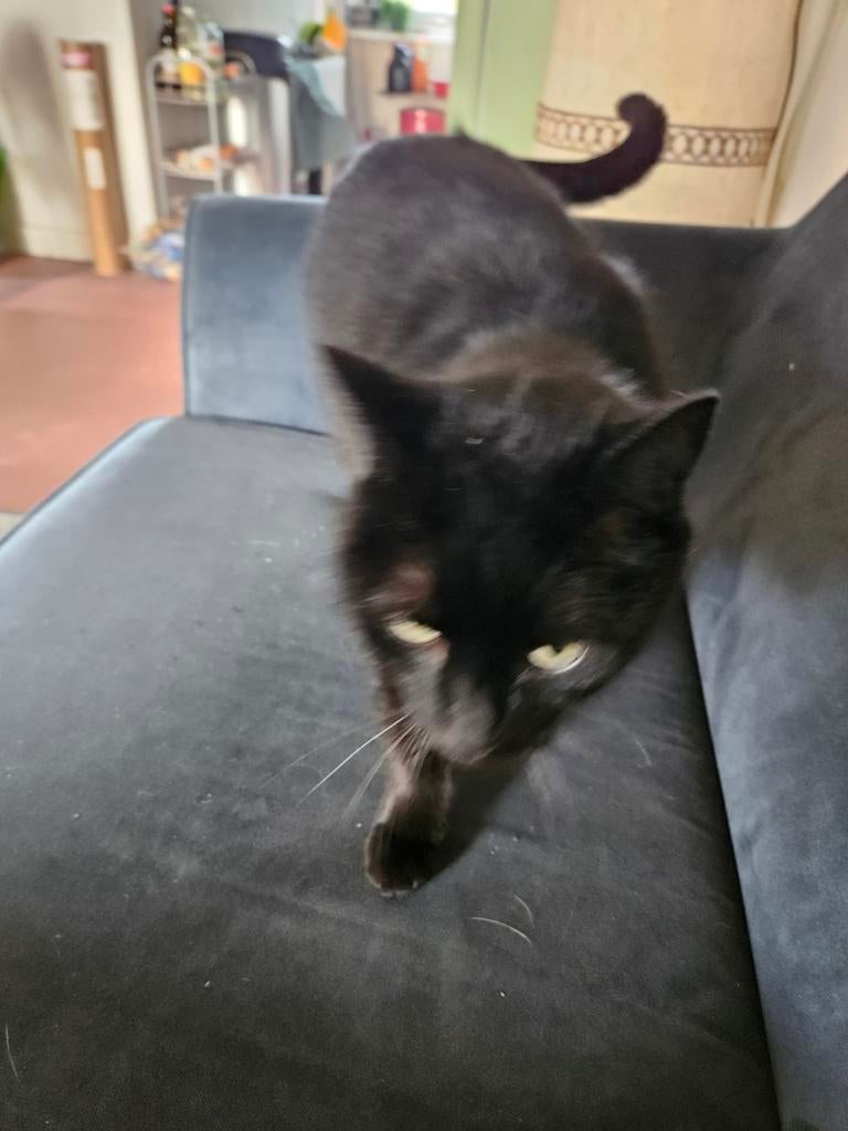 Vermiste poes