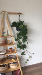 Ikea PS 2014 Kapstok Kastje, Ophalen, Gebruikt, Staande kapstok, 150 tot 200 cm