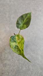 Alocasia Regal Shield Aurea Variegata, Ophalen of Verzenden, Halfschaduw, Minder dan 100 cm