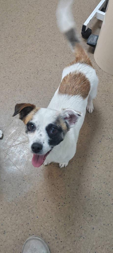 Krisna, klein teefje gest 1,5 jaar, Dieren en Toebehoren, Honden | Niet-rashonden, Klein, Teef, Particulier, Eén hond, Buitenland