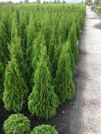 Thuja Smaragd, Tuin en Terras, Volle zon, Vaste plant, Bloeit niet, Ophalen