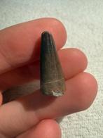 Sarcosuchus tand, Ophalen of Verzenden, Fossiel