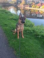 Duitse herder teefje van 6 maanden oud (stokhaar), Parvo, 15 weken tot 1 jaar, Teef, Eén hond