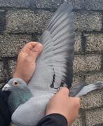 Postduif KLD "DE JONGE HARRY"/"PORSCHE 911"