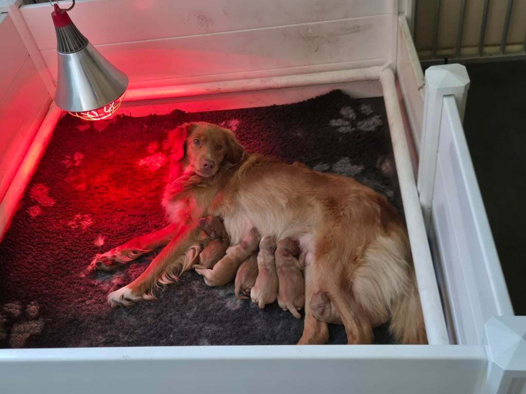 Pups en Dekreu Nova Scotia Duck Tolling Retriever (Toller), Reu, Parvo, Eén hond, 3 tot 5 jaar