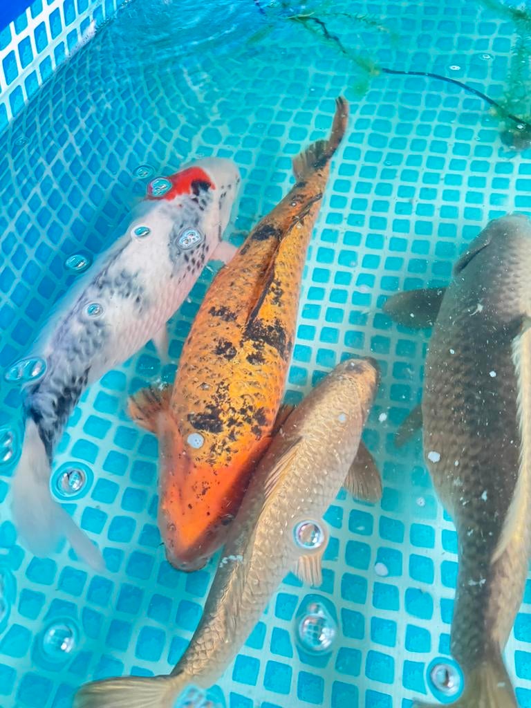 Koi karpers, Dieren en Toebehoren, Vissen | Vijvervissen, Karper of Koi