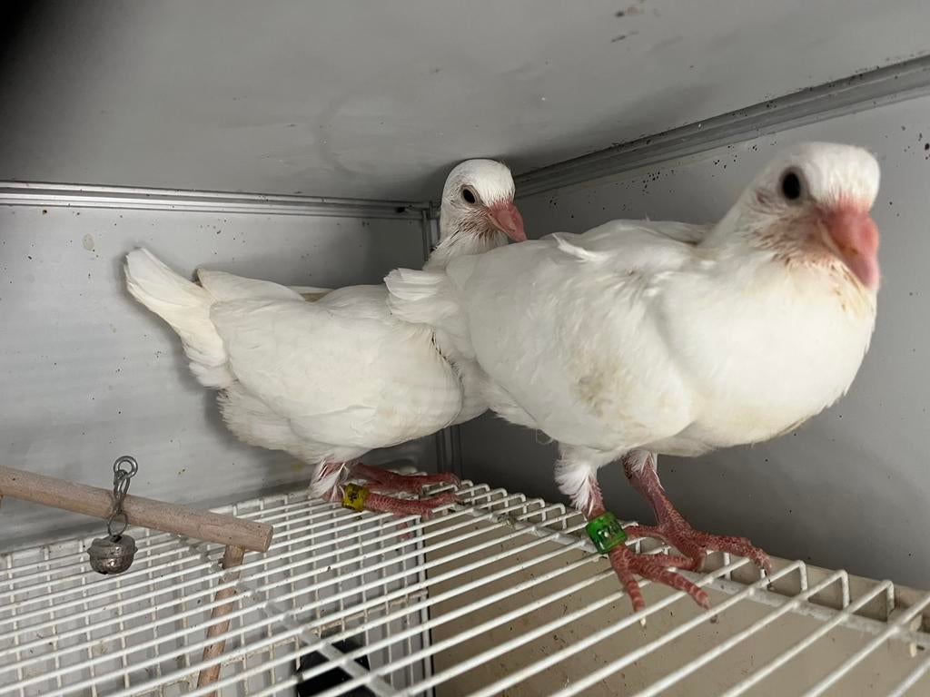 Witte postduiven, Meerdere dieren, Postduif