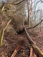 Gratis Dennenhout, 6 m³ of meer, Ophalen, Overige houtsoorten, Stammen