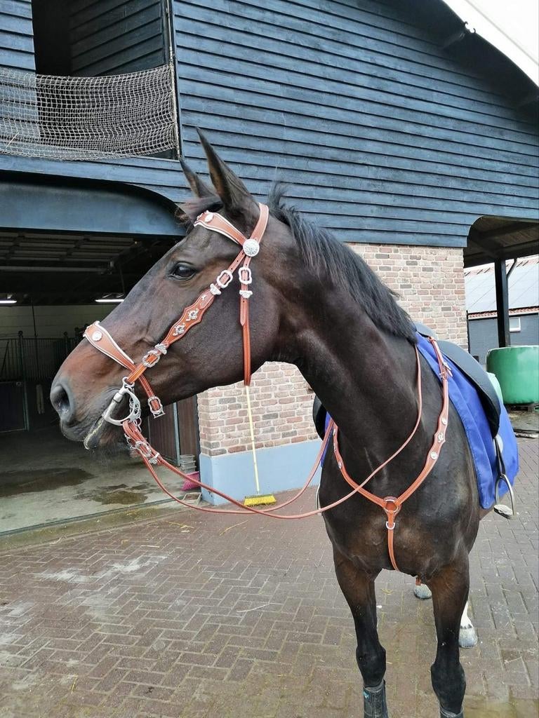 Mooie barokke set bruin, Dieren en Toebehoren, Ophalen, Zo goed als nieuw, Overige soorten