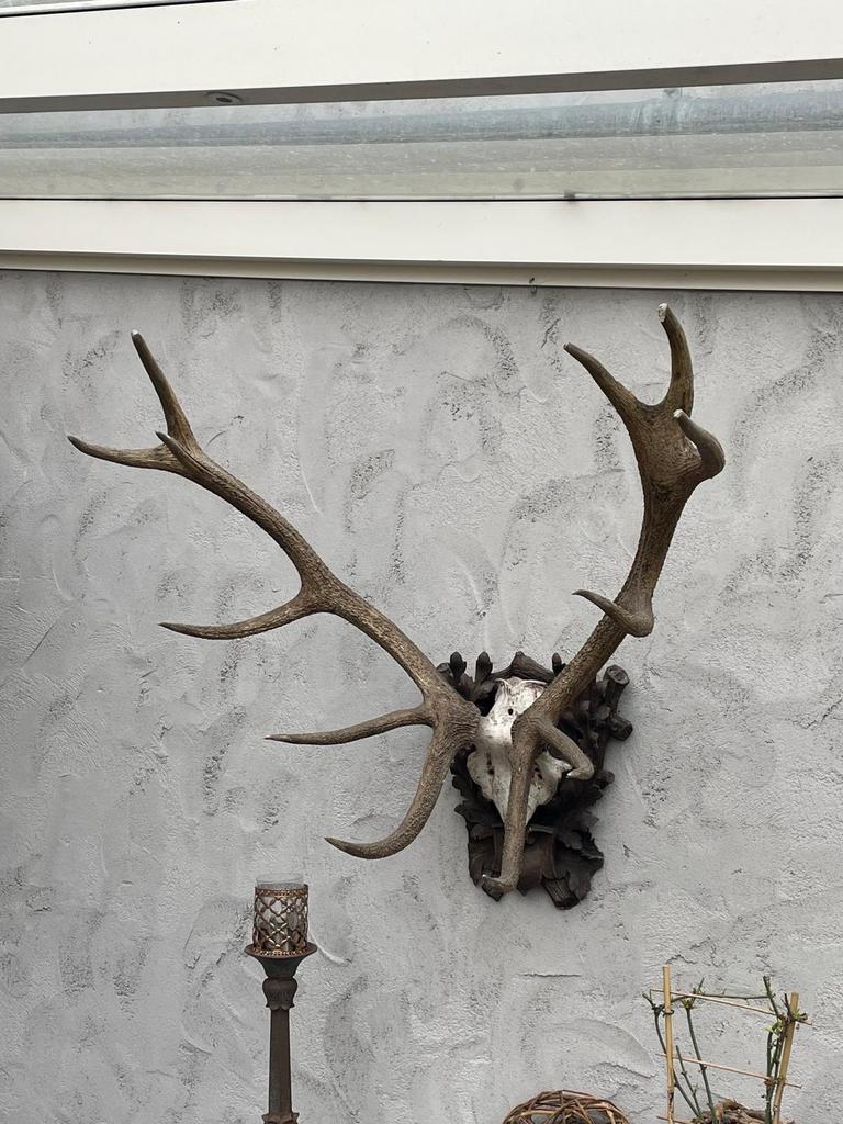 Groot herten gewei op schild - 90x95x60cm, Ophalen of Verzenden