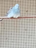 Koppel diamantduifjes wildkleur., Meerdere dieren, Tropenvogel