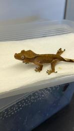 Wimpergekko koppel + baby, Hagedis, Met terrarium, 7 tot 10 jaar