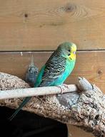 Grasparkiet pop, Dieren en Toebehoren, Vogels | Parkieten en Papegaaien, Vrouwelijk, Parkiet, Geringd