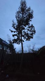 Kappen eucalyptusboom, Tuin en Terras, Planten | Bomen, Ophalen, Volle zon, Overige soorten, 400 cm of meer