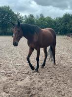 Bijrijdster gezocht / verzorgster gezocht, Dieren en Toebehoren, Ophalen