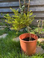 Buxus Kamperfoelie XL op stam in pot H60 cm, Vaste plant, Halfschaduw, Lente, Ophalen