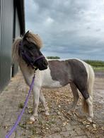 2 lieve silverapple minipaarden, Dieren en Toebehoren, Pony's, Merrie, A pony (tot 1.17m), Ontwormd, 11 jaar of ouder