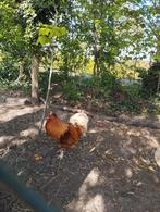 Haan, zijdehoen kruising, Dieren en Toebehoren, Mannelijk, Kip