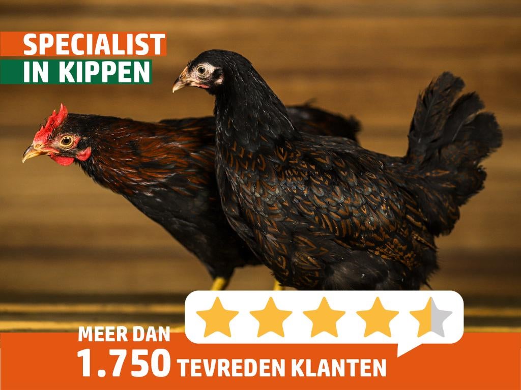 Barnevelder krielen | Jonge kippen | Passend advies