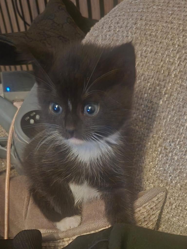 Kittens twee poesjes, Dieren en Toebehoren, Katten en Kittens | Raskatten | Korthaar, Poes