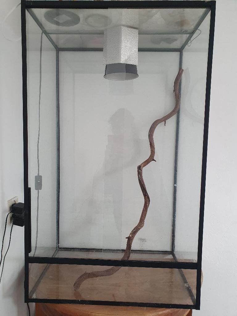 Terrarium  (kameleon), Ophalen, Zo goed als nieuw, Terrarium of Paludarium