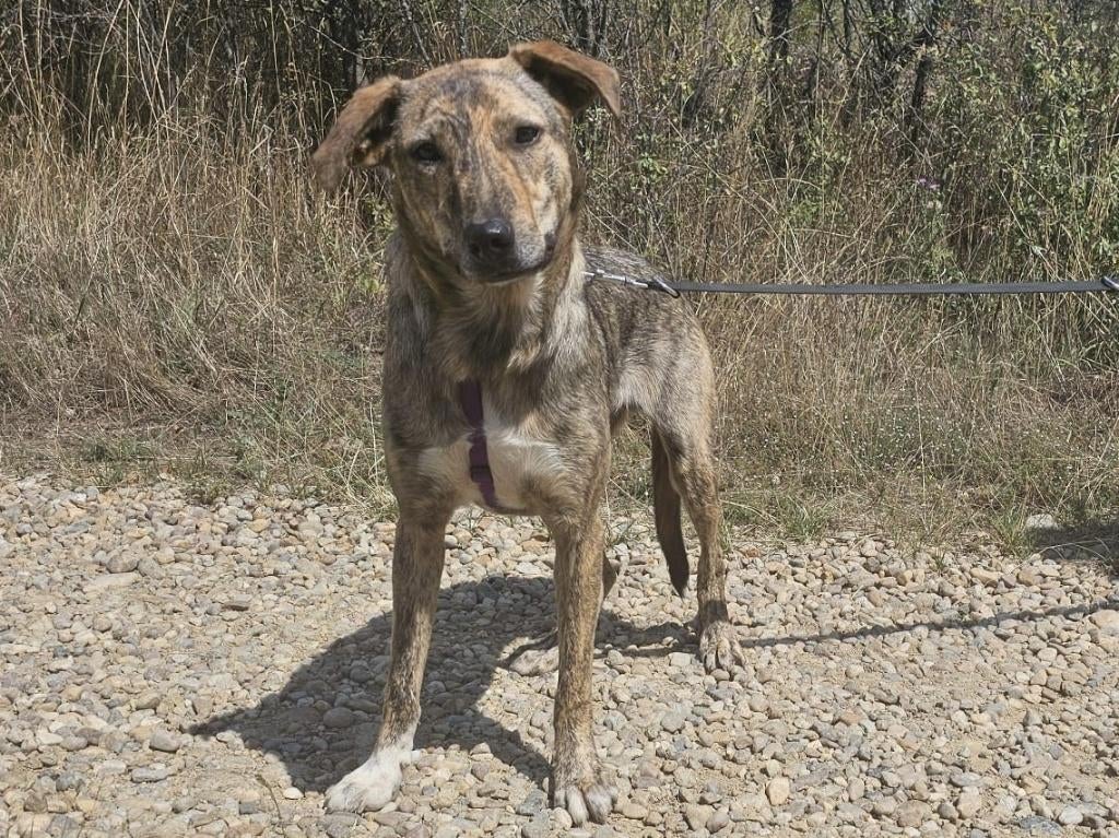 Gambit een jonge vrolijke hond die voor veel plezier zorgt!, Dieren en Toebehoren, Honden | Niet-rashonden, Particulier, Reu, 1 tot 2 jaar