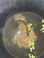 Wimpelaal 24cm, Ophalen