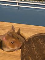 Goudhamster mannetje, Dieren en Toebehoren, Hamster, Februari, Mannelijk, Tam